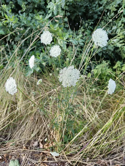 Bellegem, West-Vlaanderen (België)